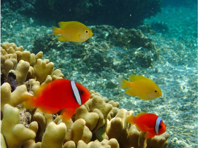 【宮古島珊瑚】サンゴとお魚を楽しむシュノーケルツアー！ツアー写真、シャワー、ドライヤー、駐車場無料♡スプリングセール実施中！の紹介画像