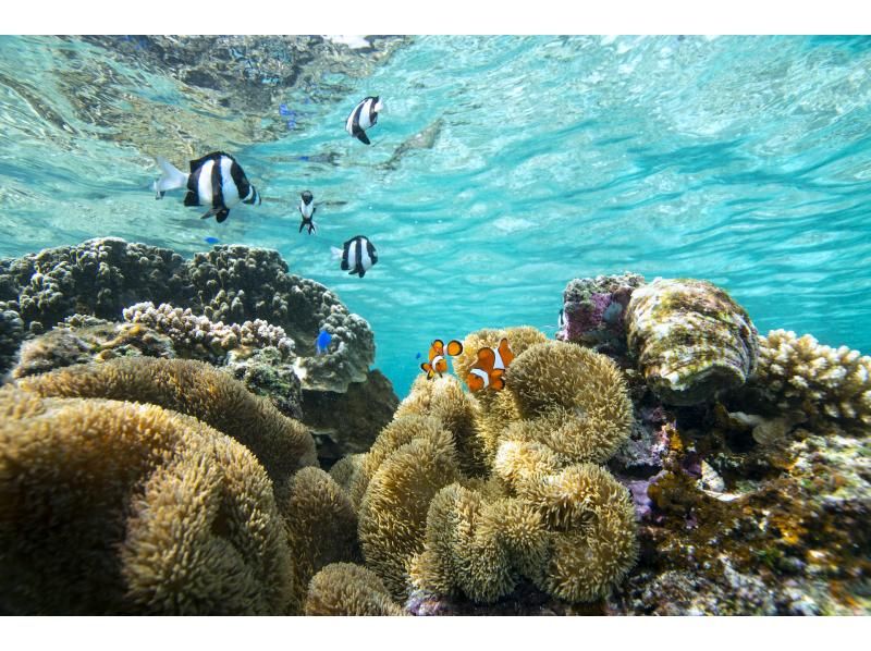 【宮古島珊瑚】サンゴとお魚を楽しむシュノーケルツアー！ツアー写真、シャワー、ドライヤー、駐車場無料♡スプリングセール実施中！の紹介画像