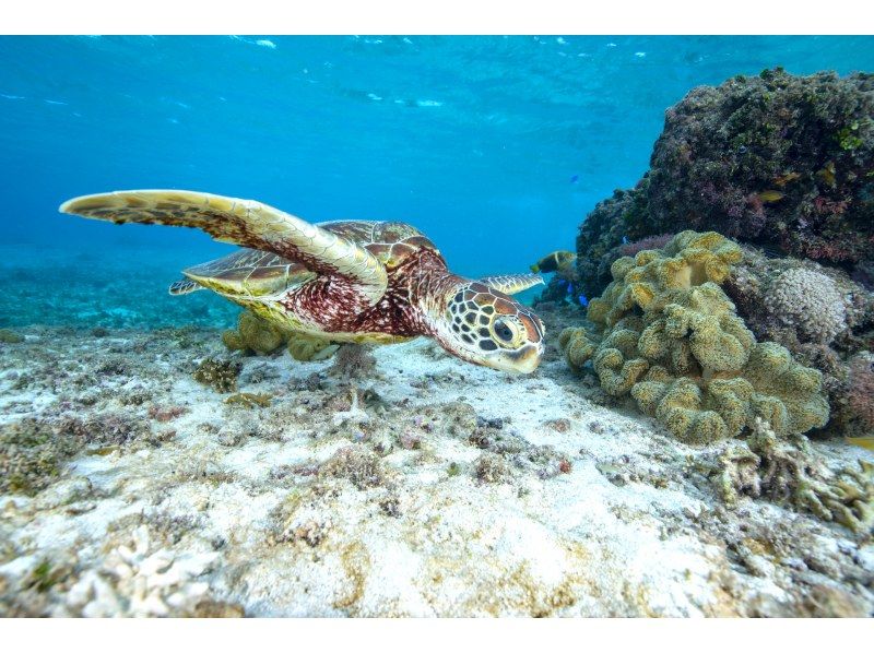 ＼宮古島の定番／ウミガメシュノーケル＆サンセットSUPツアー｜再チャレンジ無料保証｜GoPro写真＆動画無料｜温水シャワー、ドライヤー完備♡の紹介画像