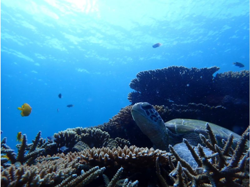 [Ishigaki Island/Half-day] Blue Cave Exploration & Snorkeling ★ You might even see some sea turtles ★ Free pick-up/drop-off/photo data/equipment rental! Same-day reservations welcome! [Student discount plan]の紹介画像