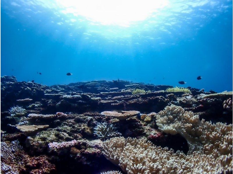 [Ishigaki Island/Half-day] Blue Cave Exploration & Snorkeling ★ You might even see some sea turtles ★ Free pick-up/drop-off/photo data/equipment rental! Same-day reservations welcome! [Student discount plan]の紹介画像