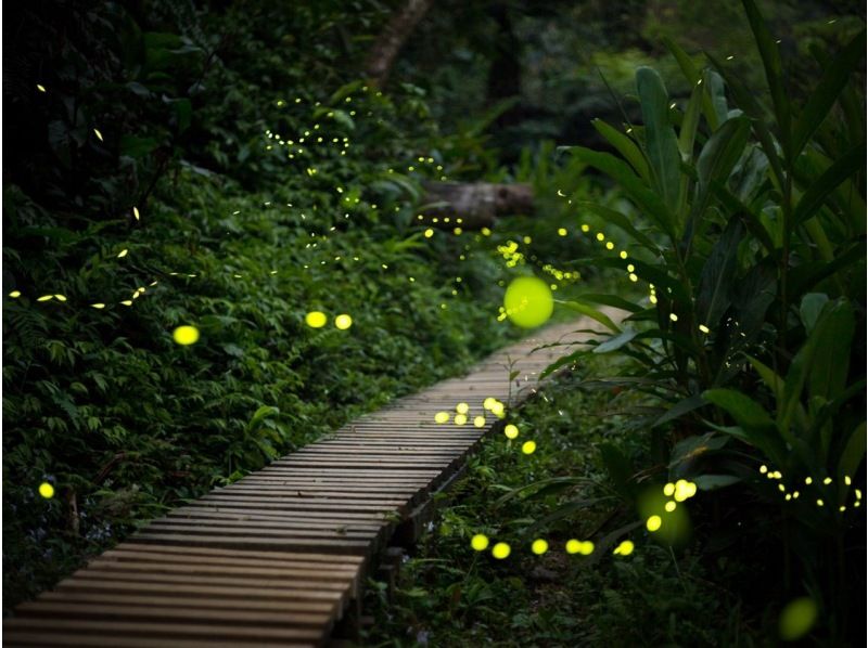 [Ishigaki Island/Sunset] Natural illumination! Limited time Yaeyamahime firefly viewing tour★Limited from March to May★Equipment rental/free transportation★Spring sale in progressの紹介画像