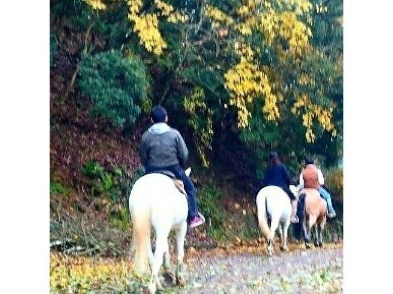 [Hyogo / Tamba Sasayama] Beginner forest bathing outside + 90 minutes walk to climb the mountain and feel the heightの紹介画像