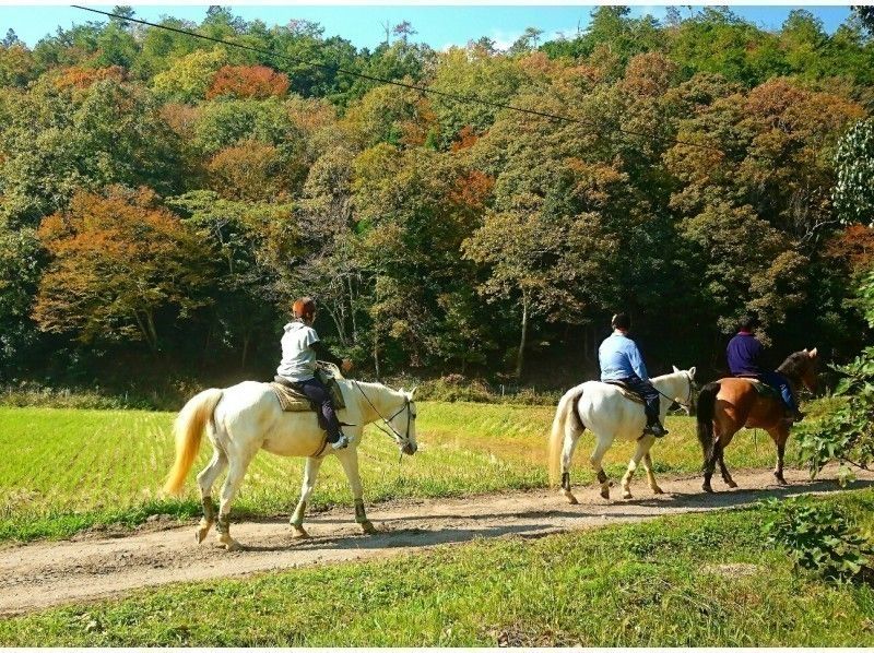 ประสบการณ์การขี่ม้าจาก "Marin's Stable" ซึ่งเป็นธุรกิจในจังหวัดเฮียวโกะ