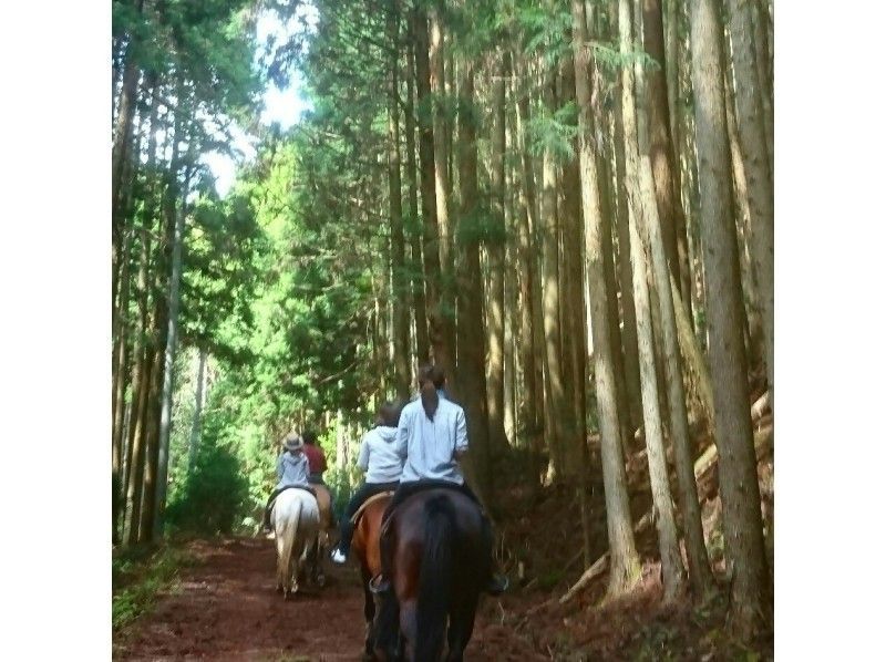 [Hyogo / Tamba Sasayama] Beginner forest bathing outside + 90 minutes walk to climb the mountain and feel the heightの紹介画像