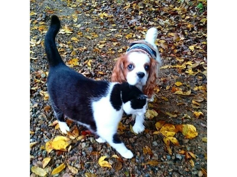 [Hyogo / Tamba Sasayama] Beginner forest bathing outside + 90 minutes walk to climb the mountain and feel the heightの紹介画像