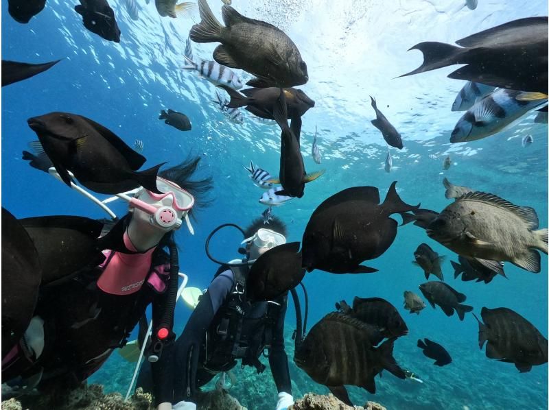 毎日先着3組‼️3980円にてご案内中【GoPro写真・動画すぐ携帯へ・餌あげ無料❤️青の洞窟ダイビング】初めての方・直前予約OK!!の紹介画像