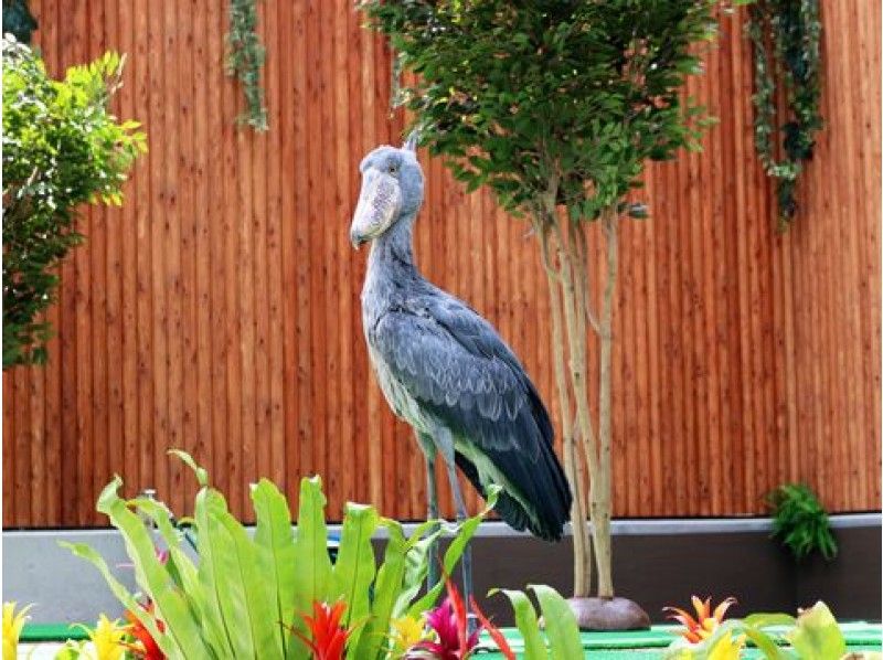 ≪嬉しい3大特典付!≫出張ことりカフェ×インコサミット in 掛川花鳥園バスツアー【12454】の紹介画像
