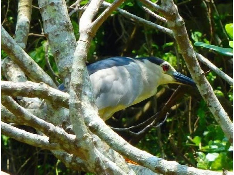 双倍又有趣！红树林SUP之旅《6岁起参加◎免费拍摄数据、免费租借手机壳、提供热水淋浴》の紹介画像