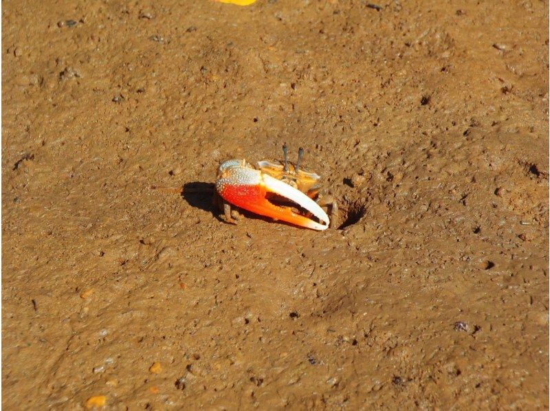 マングローブSUP＆フィッシングのセットプラン《6歳～◎撮影データ無料・釣れたお魚は近くの食堂でお食事可能！》の紹介画像