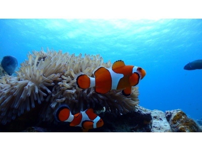 【沖縄・美ら海水族館近く】大人気！シュノーケリング体験☆所要時間９０分☆友だち同士やカップル、ご家族にも安心で楽しさ満点☆の紹介画像