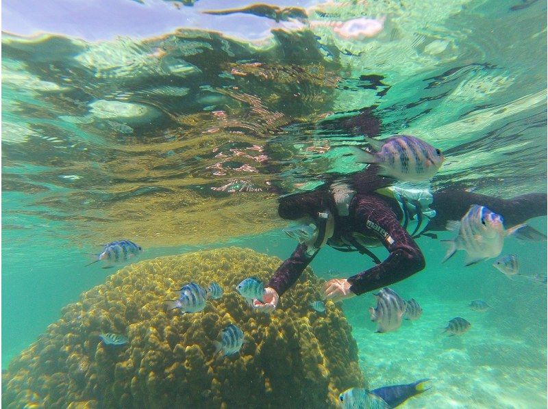 【沖縄・美ら海水族館近く】大人気！シュノーケリング体験☆所要時間９０分☆友だち同士やカップル、ご家族にも安心で楽しさ満点☆の紹介画像