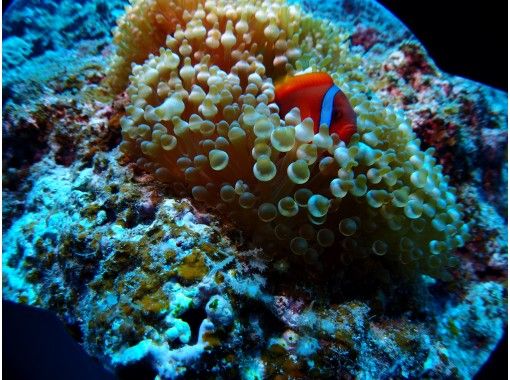 沖縄 宮古島 伊良部島シュノーケル Or 亀探索ツアー ガイドを貸切りプライベートプラン トラベルコ