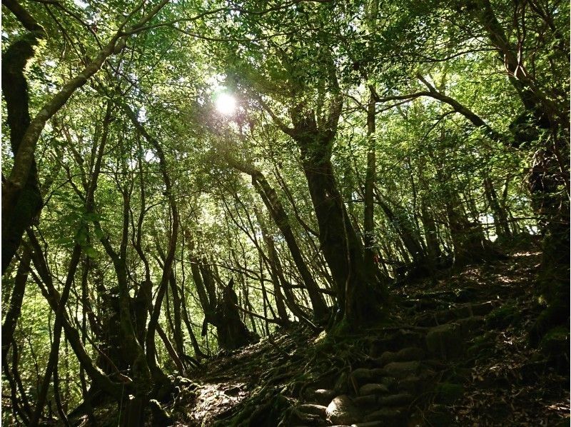 グループ予約でお得！白谷雲水峡～太鼓岩日帰りツアー【無料レンタル付で身軽に屋久島】の紹介画像