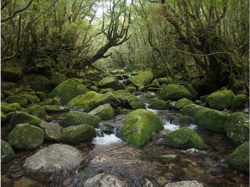 グループ予約でお得！白谷雲水峡～太鼓岩日帰りツアー【無料レンタル付で身軽に屋久島】の紹介画像
