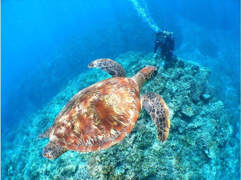 【National Park Kerama Islands · 3 locations a Sun 】 ※ with security! Turtle Observation Experience diving & Snorkelingの紹介画像