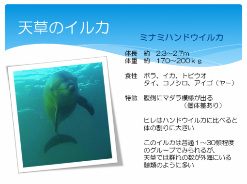 熊本 天草 イルカの聖地 天草にて専従ガイドがご案内 ワンランク上のイルカウォッチング 最大３０名様までok アクティビティジャパン