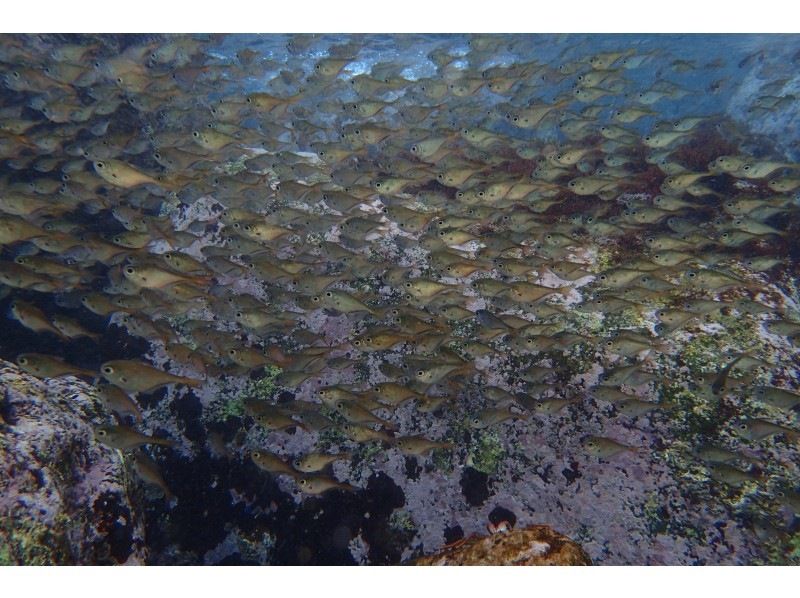 【湯河原・真鶴・小田原】気軽に参加できるでスノーケリングプラン【半日コース】の紹介画像