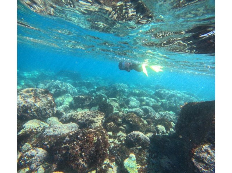 【湯河原・真鶴・小田原】気軽に参加できるでスノーケリングプラン【半日コース】の紹介画像