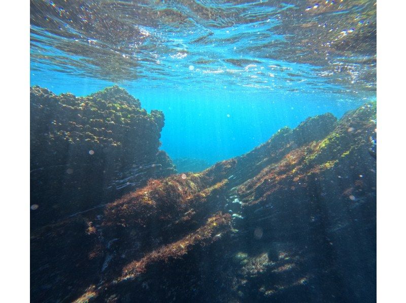 【湯河原・真鶴・小田原】気軽に参加できるでスノーケリングプラン【半日コース】の紹介画像