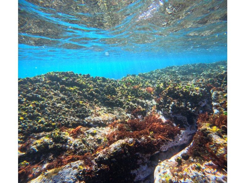【湯河原・真鶴・小田原】気軽に参加できるでスノーケリングプラン【半日コース】の紹介画像