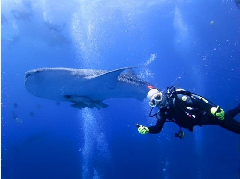 免费交通，照片和视频!! [冲绳县读谷村]鲸鲨体验潜水の紹介画像