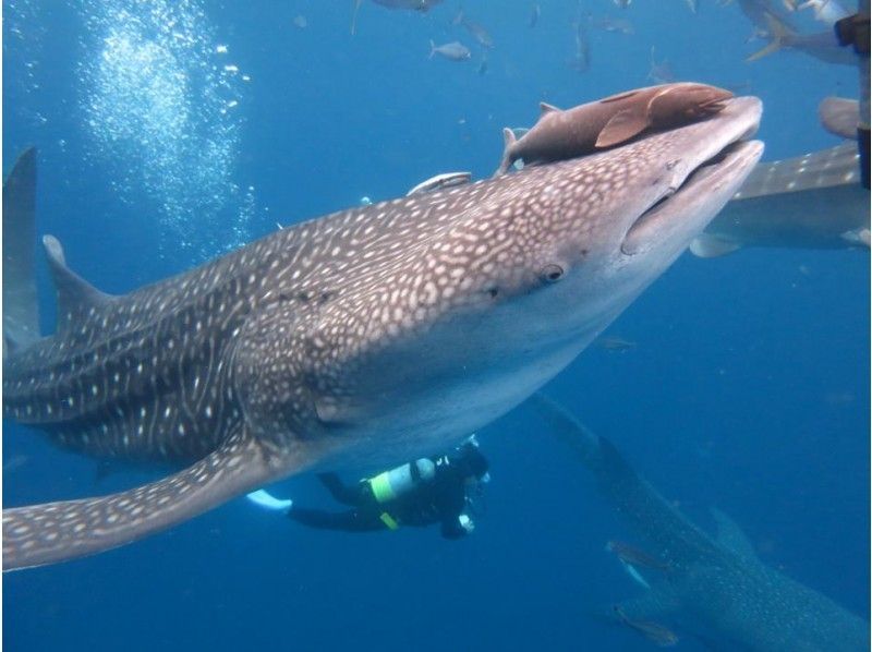 Free transportation, photos and videos !! [Yomitan Village, Okinawa Prefecture] Whale shark experience divingの紹介画像