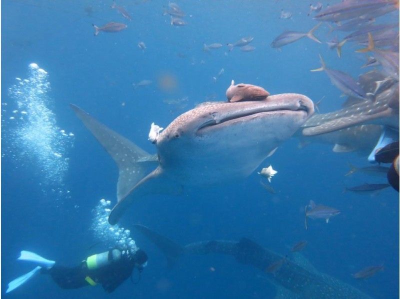免费交通、照片、视频、设备出租！！【冲绳县读谷村】风扇潜水与鲸鲨一起游泳の紹介画像