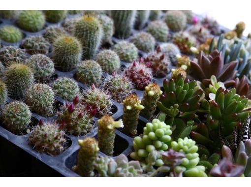 Osaka ・ Shinsaibashi] Cactus glass ☆ Handmade experience