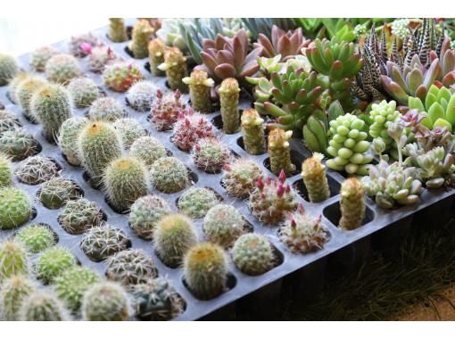シャボテン Cacti & Succulents 誠文堂新光社 467769711b65b835f6e6317a8533e5