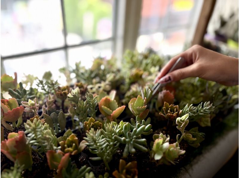 【大阪・心斎橋】子供から大人まで楽しめるミニサボテン・多肉植物の寄せ植え体験！の紹介画像