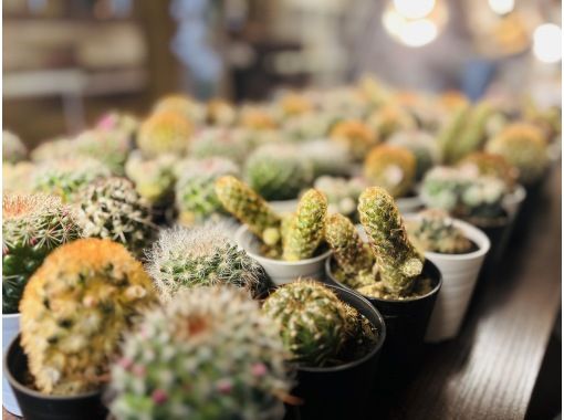 シャボテン Cacti & Succulents 誠文堂新光社 シャボテン Cacti
