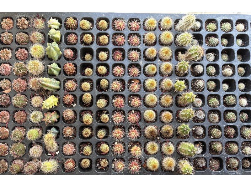 【大阪・心斎橋駅徒歩3分】子供から大人まで楽しめるミニサボテンのインテリア作り！サボテングラス作り体験☆の紹介画像