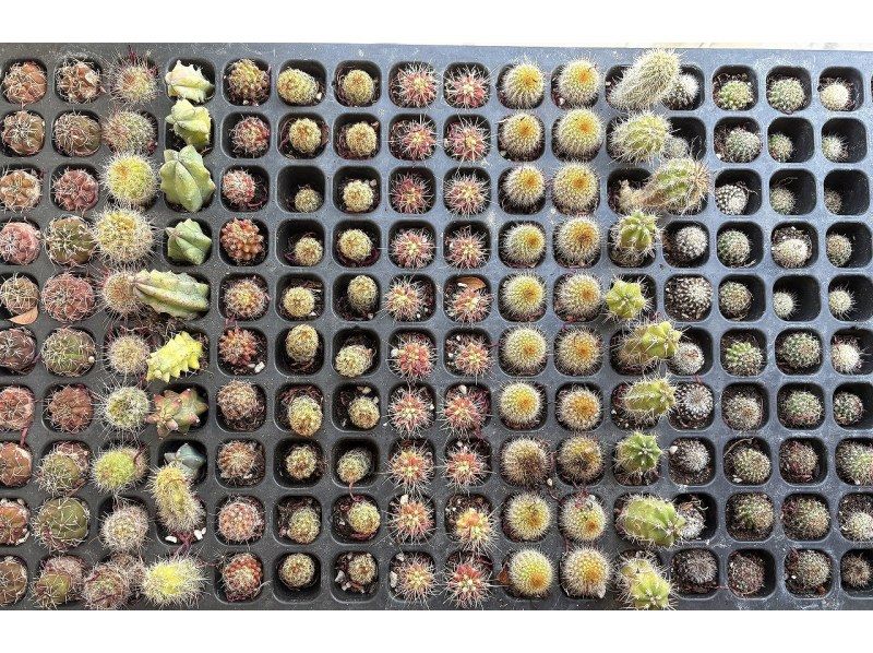 【大阪・心斎橋】子供から大人まで楽しめるミニサボテン・多肉植物の寄せ植え体験！の紹介画像