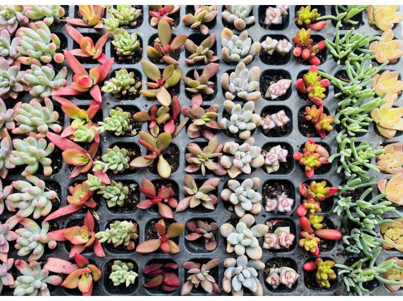 【大阪・心斎橋駅徒歩3分】子供から大人まで楽しめるミニサボテンのインテリア作り！サボテングラス作り体験☆の紹介画像