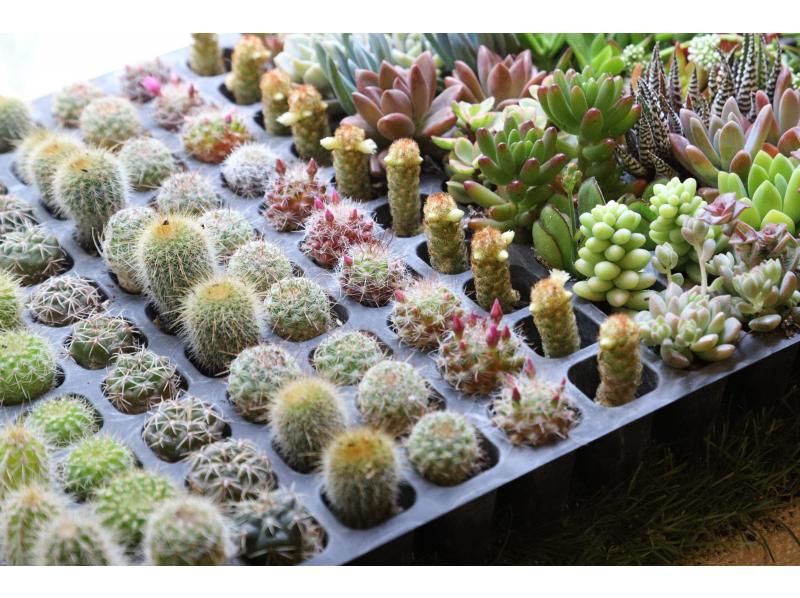 【大阪・心斎橋】子供から大人まで楽しめるミニサボテン・多肉植物の寄せ植え体験！の紹介画像