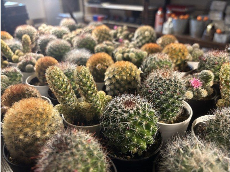 【大阪・心斎橋】子供から大人まで楽しめるミニサボテン・多肉植物の寄せ植え体験！の紹介画像