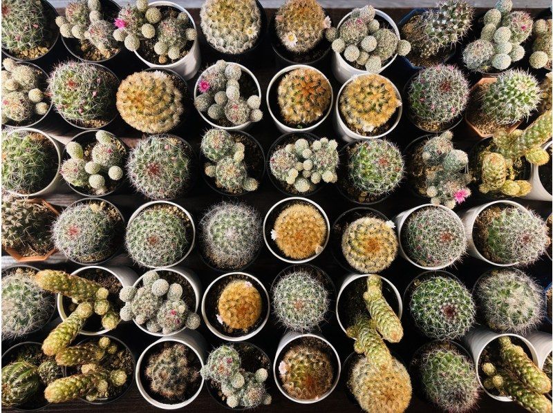 【大阪・心斎橋駅徒歩3分】子供から大人まで楽しめるミニサボテンのインテリア作り！サボテングラス作り体験☆の紹介画像