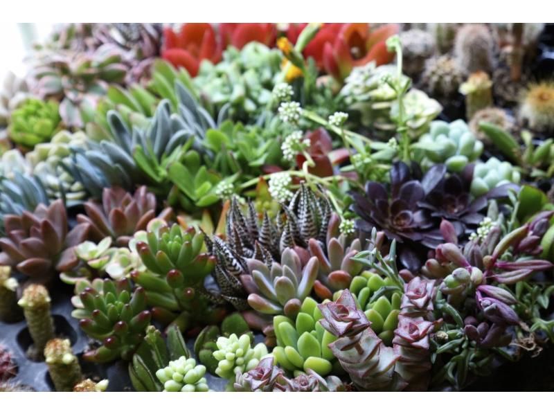 【大阪・心斎橋駅徒歩3分】子供から大人まで楽しめるミニサボテンのインテリア作り！サボテングラス作り体験☆の紹介画像