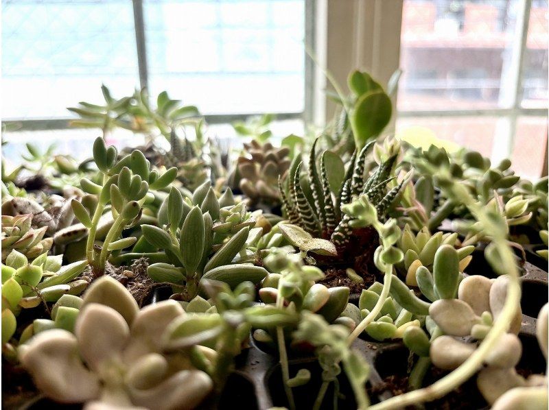 【大阪・心斎橋】子供から大人まで楽しめるミニサボテン・多肉植物の寄せ植え体験！の紹介画像