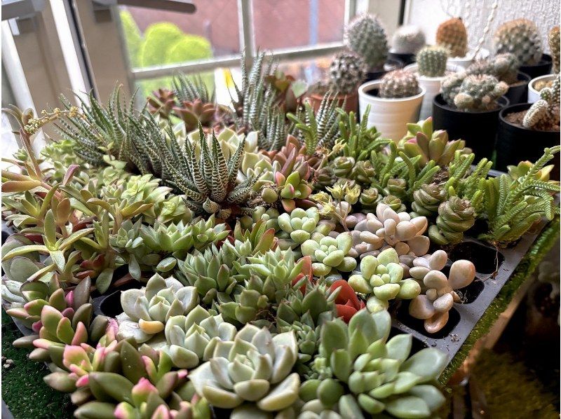 【大阪・心斎橋】子供から大人まで楽しめるミニサボテン・多肉植物の寄せ植え体験！の紹介画像