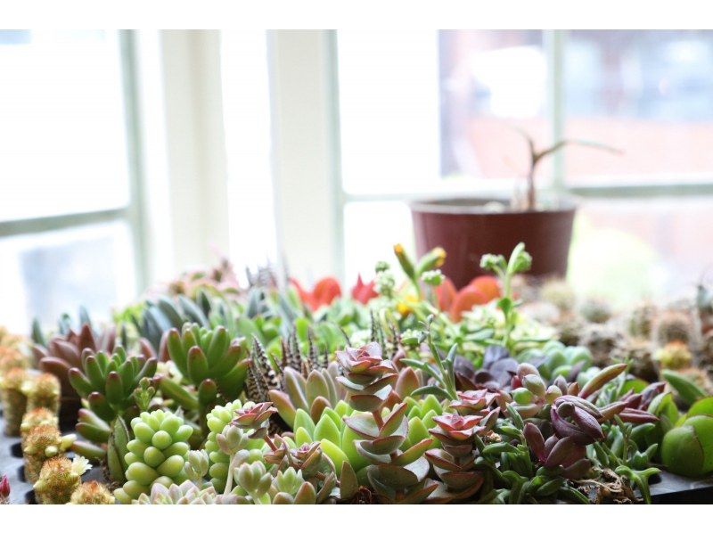 【大阪・心斎橋駅徒歩3分】子供から大人まで楽しめるミニサボテンのインテリア作り！サボテングラス作り体験☆の紹介画像