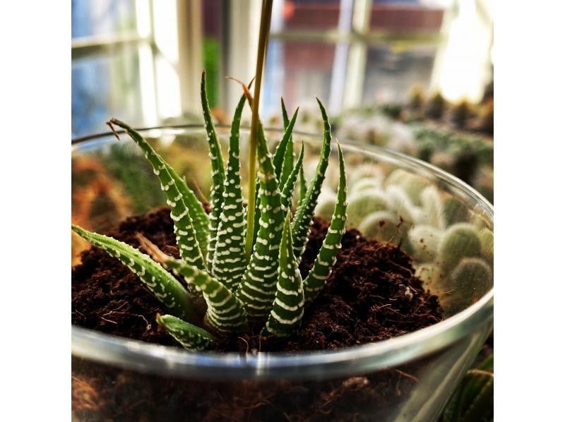 【大阪・心斎橋】子供から大人まで楽しめるミニサボテン・多肉植物の寄せ植え体験！の紹介画像