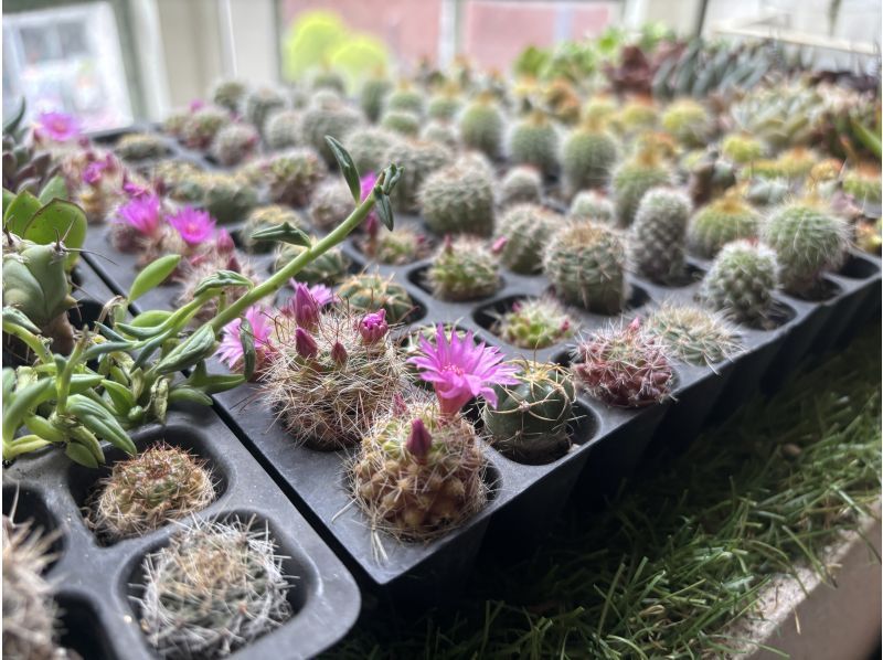 【大阪・心斎橋駅徒歩3分】子供から大人まで楽しめるミニサボテンのインテリア作り！サボテングラス作り体験☆の紹介画像