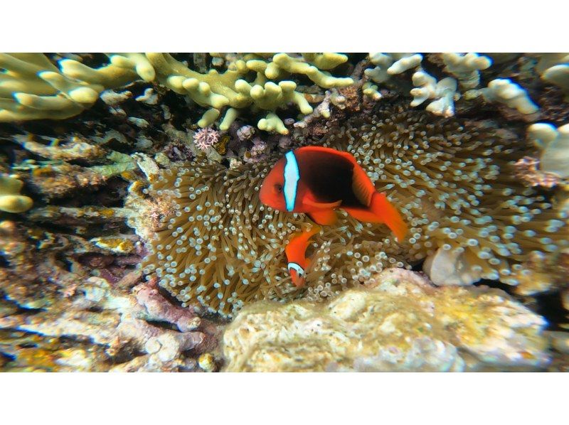 [冲绳•本部町]浮潜+3种海上运动完整体验！您会大笑、打滚并浑身湿透！の紹介画像