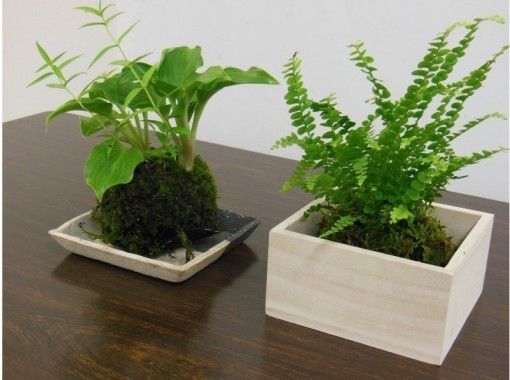 【広島・市街】苔盆栽体験「苔玉」づくりワークショップ・Moss Bonsai Experience