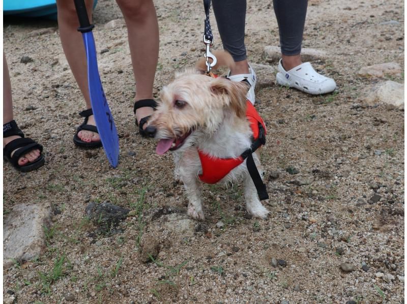 SALE! [Gunma, Minakami] A canoeing experience with a spectacular view in a hidden hot spring area * Going out with your dogの紹介画像