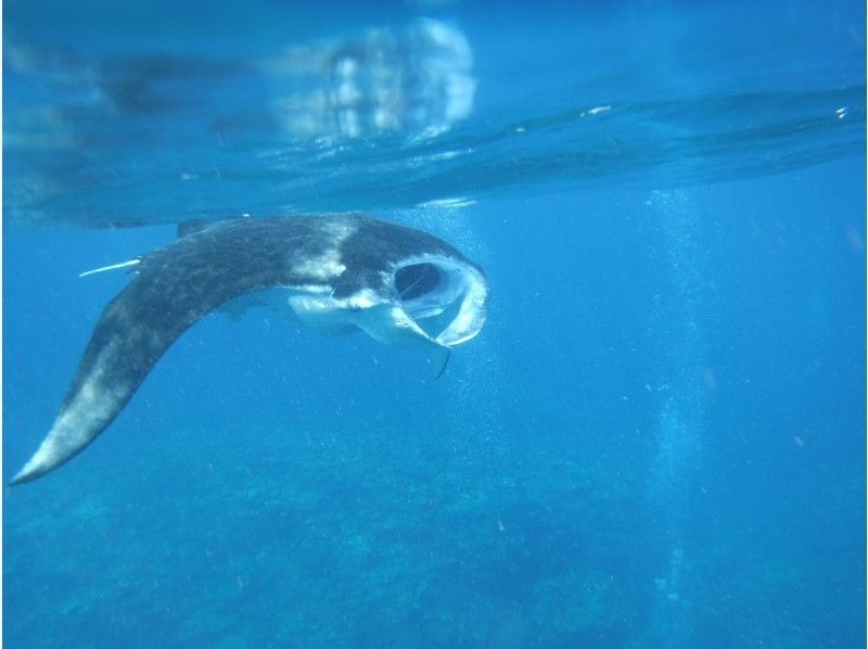 [★☆ Reservation bonus gift included! ★ ☆] Very popular! Manta and sea turtle snorkel! OK