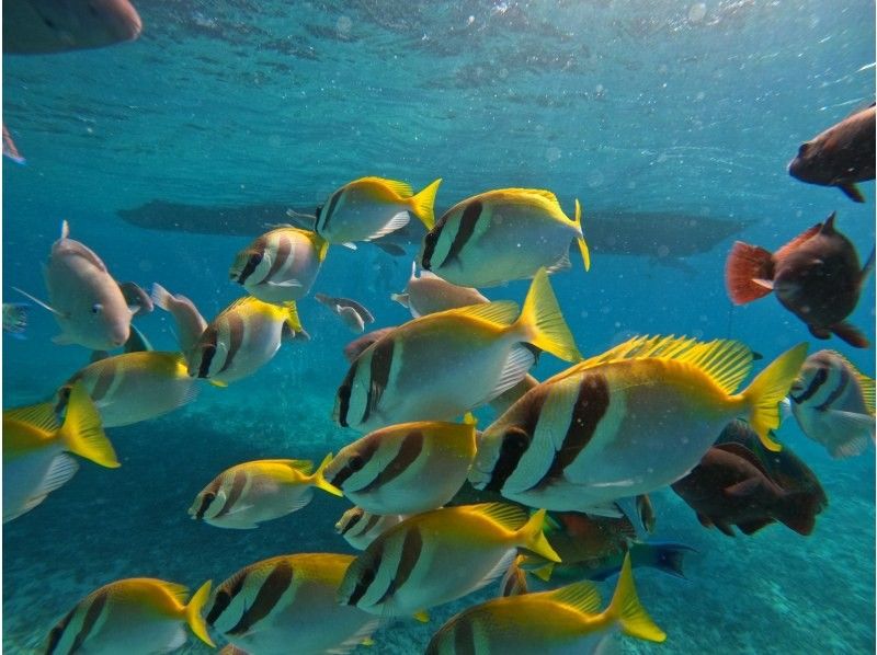 ＼★☆感動体験！石垣島★☆ ／ マンタとウミガメシュノーケル！(約2〜3時間)☆★予約特典プレゼント付き！☆★の紹介画像