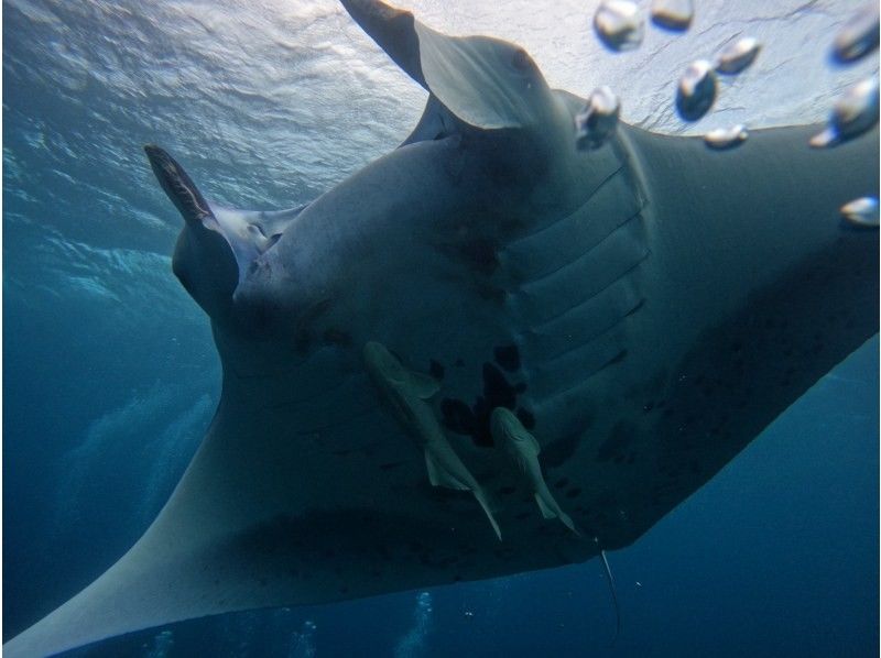 ＼★☆感動体験！石垣島★☆ ／ マンタとウミガメシュノーケル！(約2〜3時間)☆★予約特典プレゼント付き！☆★の紹介画像